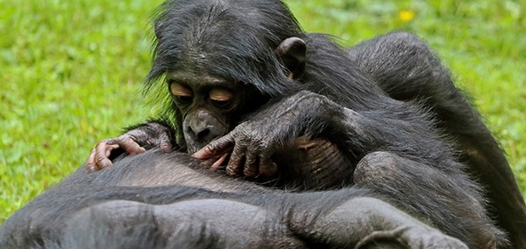 В стаях бонобо исследователи находят больше социального равенства – там царит дружба, наблюдаются союзы между самками и близкие отношения матерей с сыновьями.